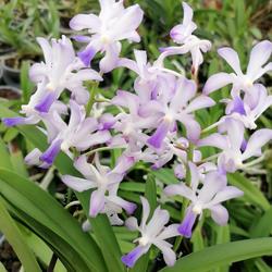 Plante Vanda (coerulea x falcata) x Rhync. coelestis